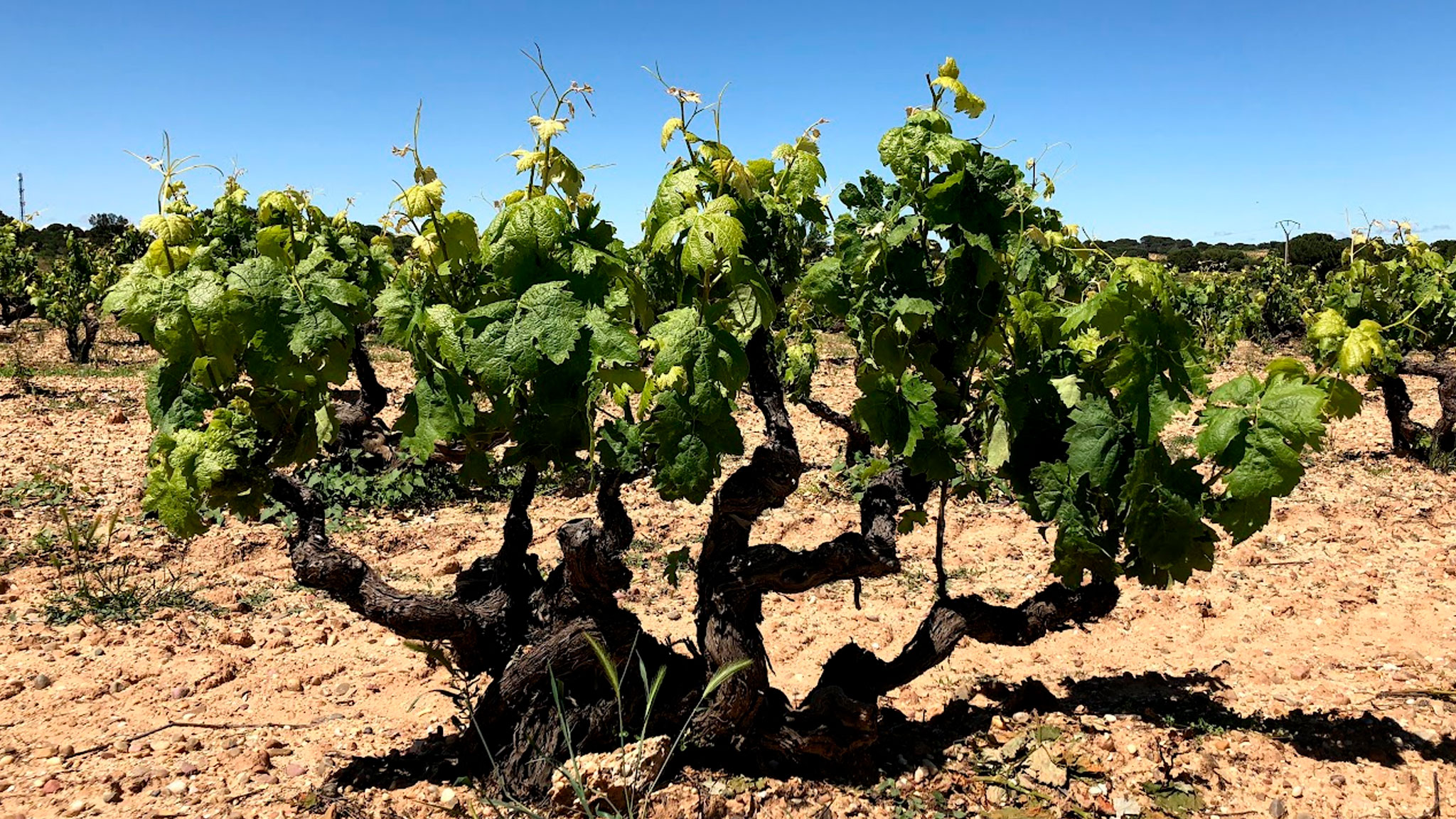 Hacienda Solano - Wine Cellars - Buscastell Vins