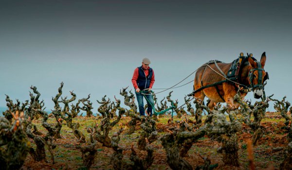 Palacios Vinos de Finca