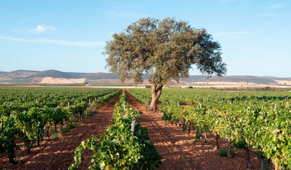 Bodegas Cañaveras