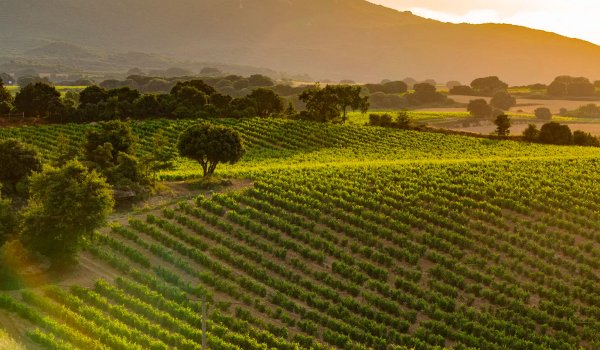 Bodegas Altún